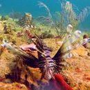 A_Lionfish2.png