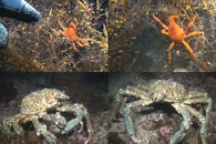 DDDB 685 crabby night sm.jpg
