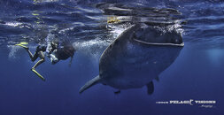 cozumelwhaleshark-12.jpg