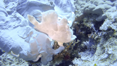 White Frogfish4.png