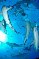 10 Sharks.jpg