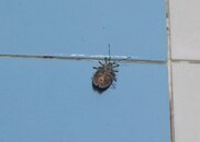 carapace reminds me of a predator helmet.jpg