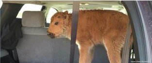 calf.jpg