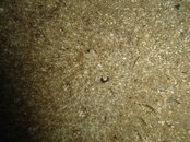 444-926 (Large).JPG