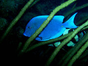 AA Blue Tang Invisibles.JPG