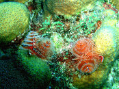 AA Christmas Tree Worms.JPG