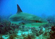 shark.jpg