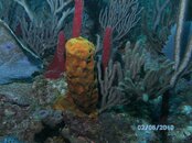 Puerto Rico 2010 014.jpg