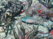 Puerto Rico 2010 028.jpg