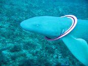 Shark Tales 2-27-10 027 001_0001.jpg