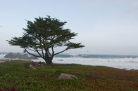 Cypress Tree.jpg