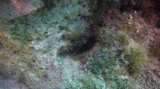Unknown Critter 1.jpg