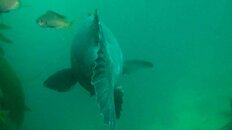 giant sea bass 2016-05-30-as.jpg