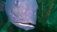 giant sea bass head 2016-05-30-gs.jpg