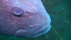 giant sea bass head 2016-05-30-is.jpg