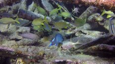 What is spotted fish.jpg