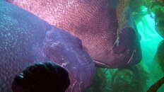 giant sea bass tending 2016-05-30-ds.jpg