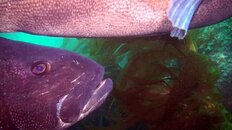 giant sea bass tending 2016-05-30-es.jpg