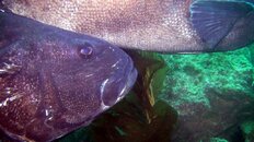 giant sea bass tending 2016-05-30-fs.jpg
