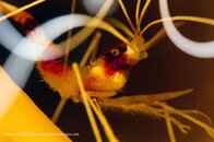 Banded Coral Shrimp © DSC_9056.jpg