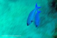 Creole Wrasse lowres © DSC_9132.jpg