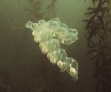 P9182192 (2) salp chain copy.jpg