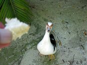 Roatan-226.JPG