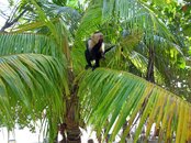 Roatan-227.JPG