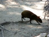 Roatan-232.JPG