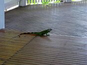 Roatan-125.JPG
