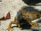 Roatan-128.JPG