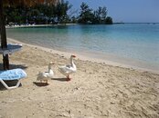 Roatan-123.JPG