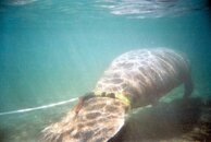 tagged manatee.jpg