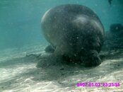 manatee at rest.jpg