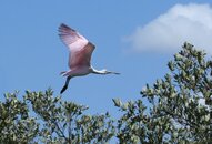 Rosseta-Spoonbill-in-Flight.jpg