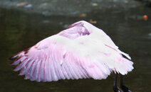 Rosseta-Spoonbill-landing.jpg