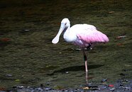 Rosseta-Spoonbill.jpg