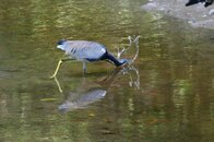 Tri-Col-Heron-Gone-Fishing.jpg