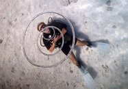 35641-largest_Dray_van_Beeck-7__Diver_making_air_rings.jpg