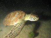 IMG_0195.jpg