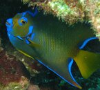 Queen Angelfish in profile.jpg