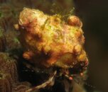 sponge decorator crab.jpg