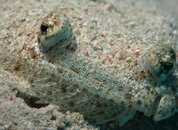 mini flounder close-up.jpg