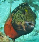parrotfish attack.jpg