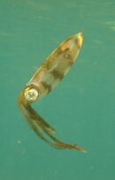 squid just hanging.jpg