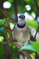 Blue-Jay-1.jpg