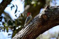 Red-Belly-Wood-Pecker-3.jpg