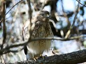 Back-yard-Hawk.jpg