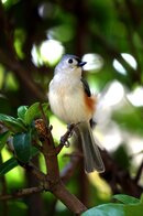 Tufted-Titmouse-5.jpg