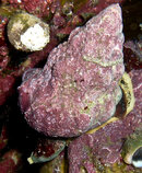 Cropped Snail.jpg